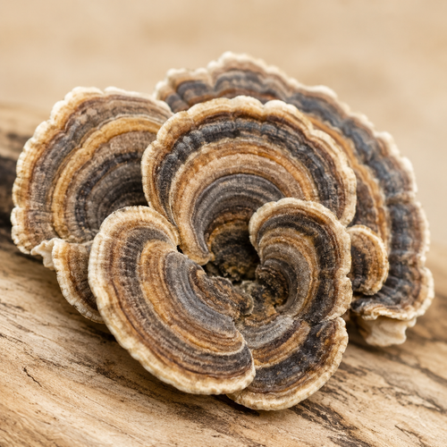 Que es el turkey Tail?